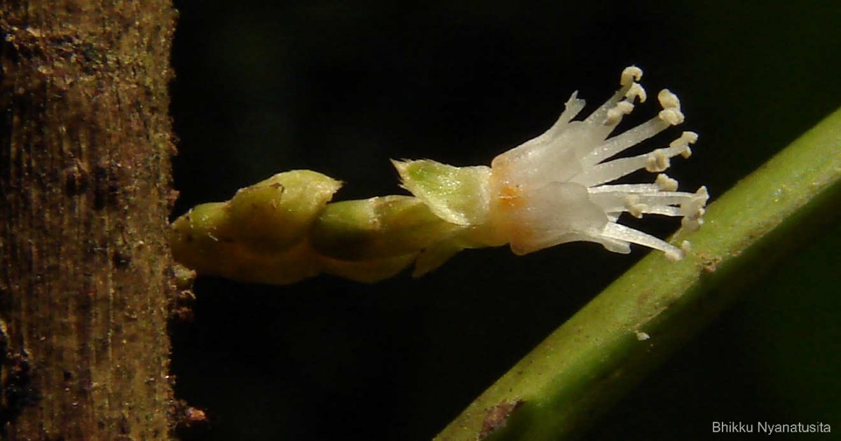 Agrostistachys indica Dalzell